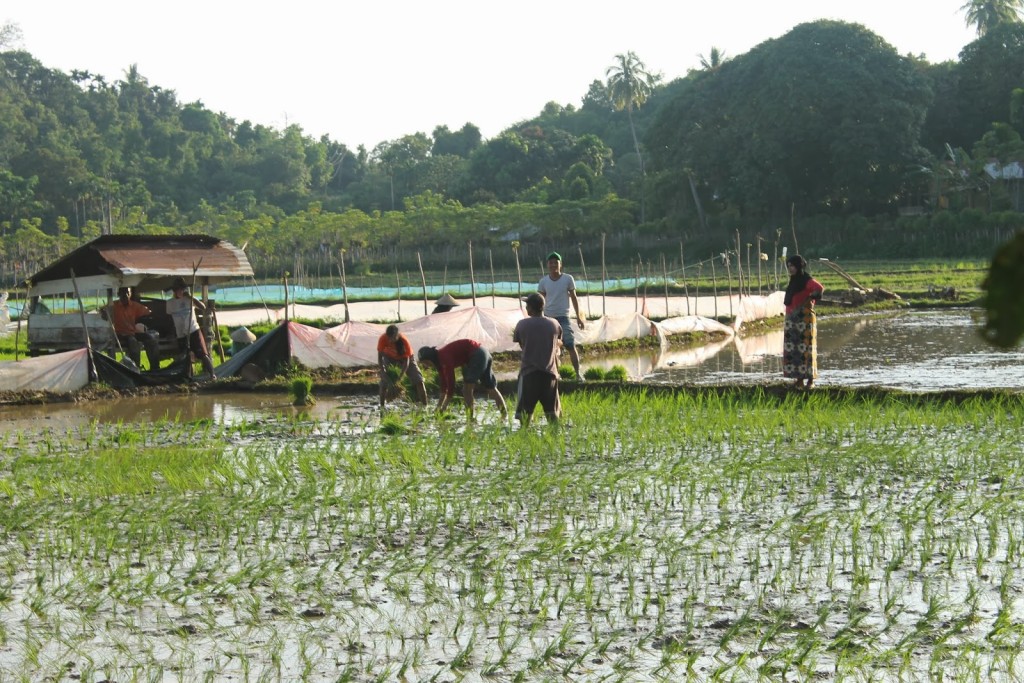 Kegiatan bertani yang sering dilakukan oleh warga desa